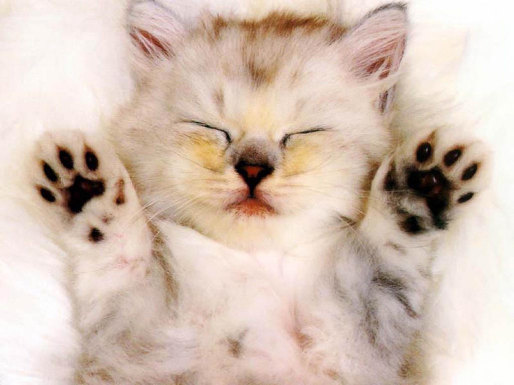 cat022.jpg